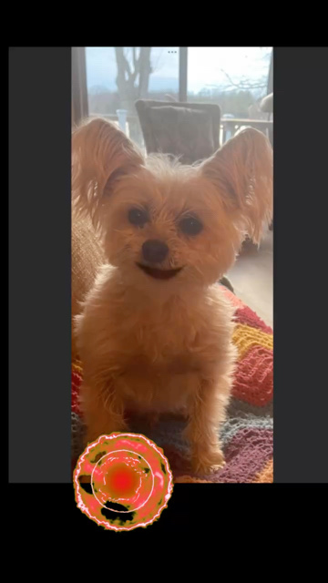 My Dog Sings Big Energy As Made Famous By Latto Petstar