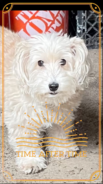 My dog Gypsy Rose sings Time After Time as made famous by Cyndi Lauper ...